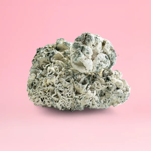 Enigma - Image 2
