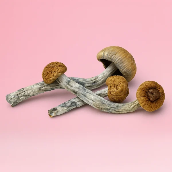 Golden Teacher - Image 2