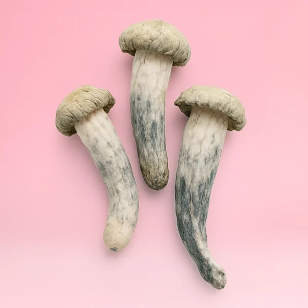 Albino Penis Envy - Image 2