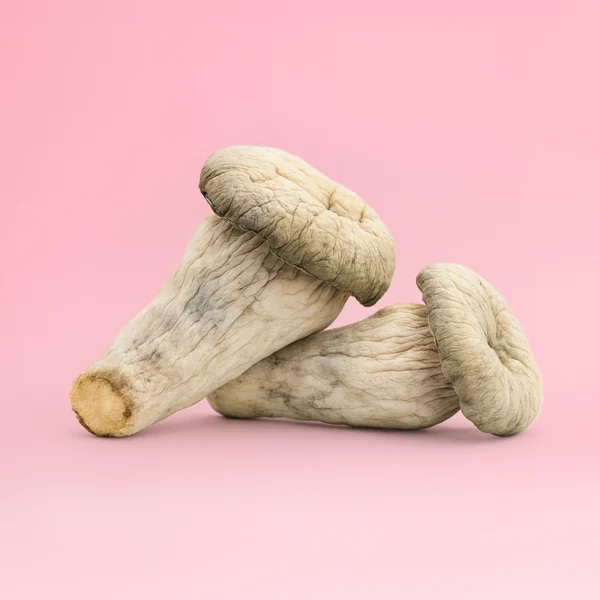 Albino Penis Envy