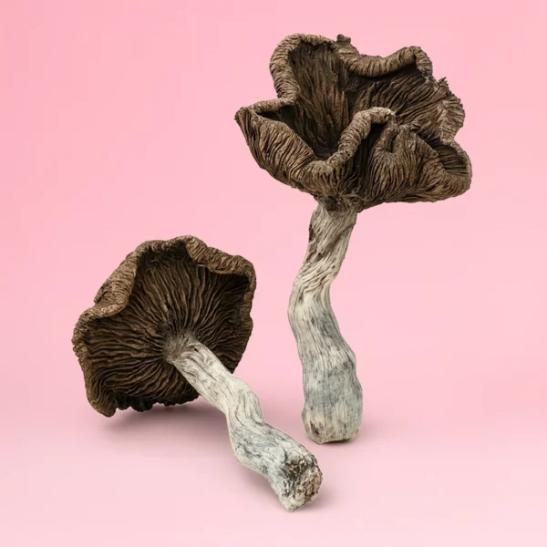 Siam Serenity – Thai Cubensis - Image 2