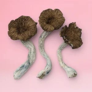 Siam Serenity – Thai Cubensis - 10 grams