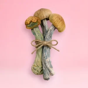 Trio Variety Bundle - Save Now