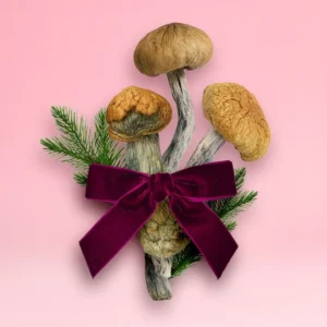 Holiday Trio Bundle - Save Now